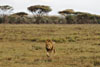 Lion walking, Serengeti, Tanzania