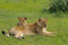 Lions 2, Katavi National Park, Tanzania