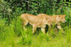 Lions 3, Katavi National Park, Tanzania