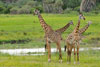 Male giraffes 2, Katavi National Park, Tanzania