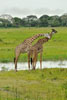 Male giraffes necking, Katavi National Park, Tanzania