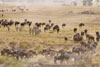 Wildebeest and zebras, great migration, Serengeti, Tanzania