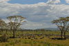 Wildebeest, zebras, and egrets, great migration, Serengeti, Tanzania