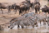 Zebras and wildebeest in migration, Serengeti, Tanzania