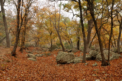 Lost Maples State Natural Area, Vanderpool, Texas