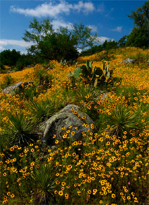 Wildflower photography