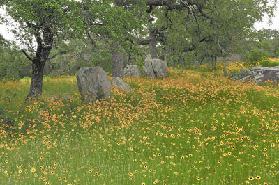 Coreopsis field 2, Gillespie County, Texas