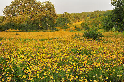 Coreopsis, Gillespie County, Texas